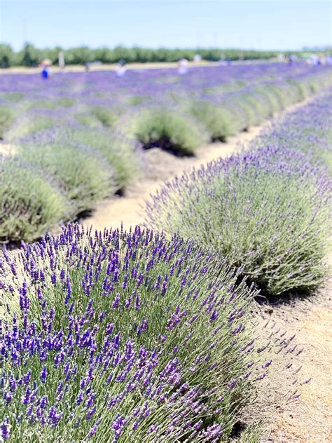 Araceli Farms 6 Lavender Fields In California A Passion And A Passport