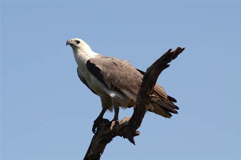 White Bellied Sea Eagle Birds Sa
