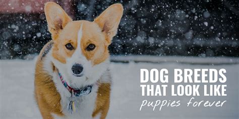 dog breeds    puppies  poms toy breeds