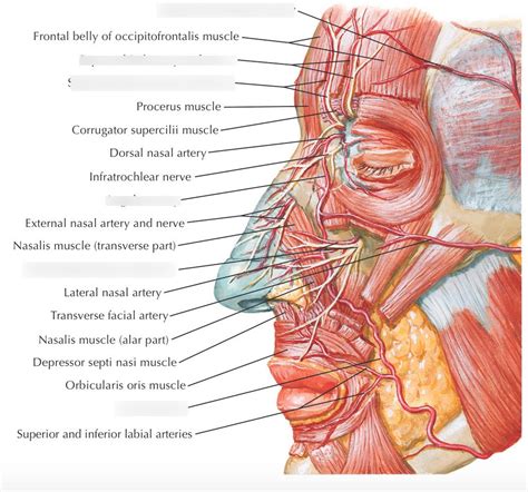 Blood Vessels Of The Face Diagram Quizlet