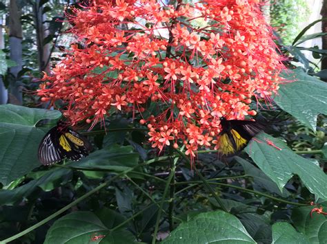 Red Pagoda Flower Best Decorations