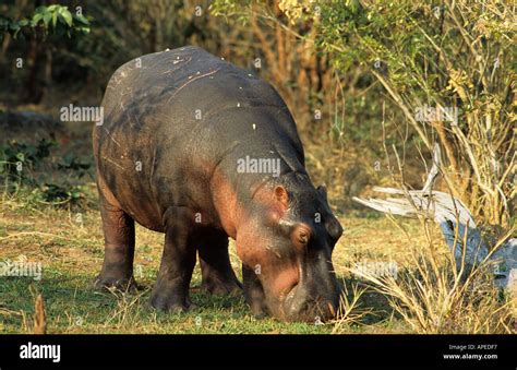 Hippo Matusadona National Park Lake Kariba Zimbabwe Stock Photo Alamy