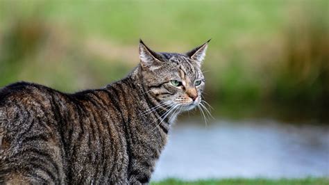 Enorme Gato Salvaje Es Grabado En Un Bosque De Escocia