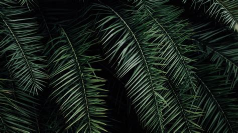 Palm Branches Leaves Green 4k Hd Wallpaper