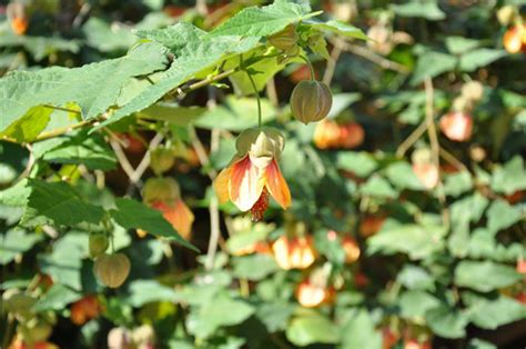 Abutilon Hybrids Apricot