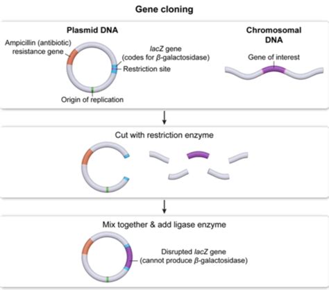 Recombinant Dna Technology Flashcards Quizlet