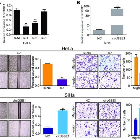 Circgse1 Promotes Migration And Invasion Of Cervical Cancer Cells A Download Scientific