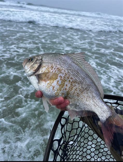 Oregon Surf Perch On The Fly The Caddis Fly Oregon Fly Fishing Blog