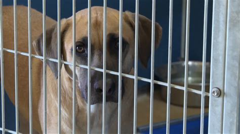 Oklahoma Animal Rescue Is Saving Dogs And Cats From Rural Shelters Kokh