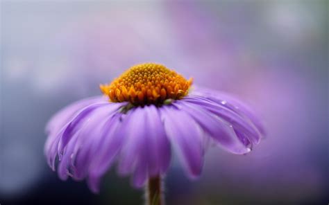 Wallpaper 2560x1600 Px Flowers Macro Nature Water Drops 2560x1600