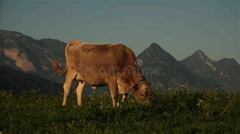 Holstein Cow Cows On A Meadow During Sunny Day Black And White Dutch