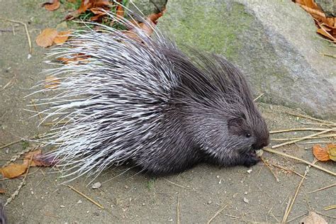 370+ Porcupine Eating Stock Photos, Pictures & Royalty-Free Images - iStock