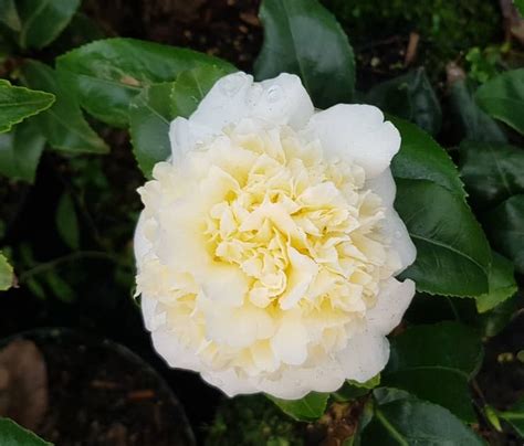 Camellia X Williamsii Jury S Yellow La Maison Du Cam Lia