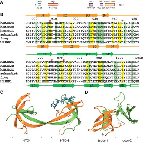 Recognition Of Histone H Lysine Methylation By The Double Tudor