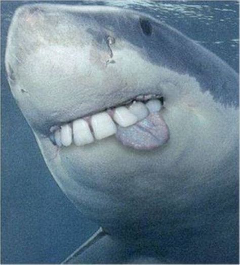 Sharks With Human Teeth Pictures That Prove They Are Not Real Sharks With Human Teeth Shark