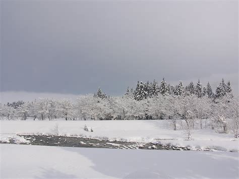 昨晩から今朝にかけて10cmくらい雪が積もりました 写真日記