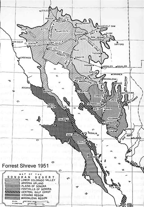 Sonoran Desert Subdivision Map Shreve 1951 Wild Sonora