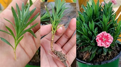 Rooting Carnation Cuttings In Water Back Gardener