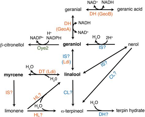 Overview of the biotransformation reactions of monoterpene alcohols and... | Download Scientific ...