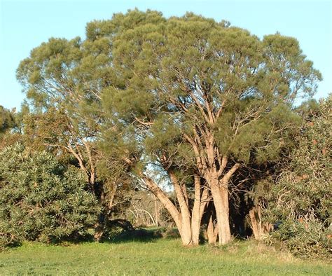 Common sheoak (Allocasuarina fraseriana) – Robert Powell Tree Pictures