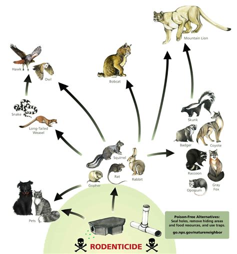 Carnivore Food Chain