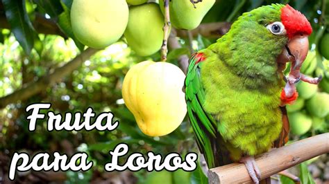 Fruta Para Loros Loro Cabeza Roja Comiendo Mango Mi Loro Fel Z