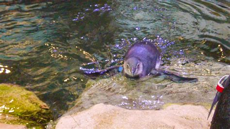 Audubon Aquarium Announces Names Of New Penguin Chicks