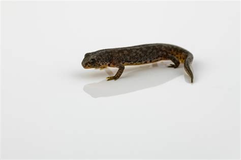 Great Crested Newt On A Reflective White Background Stock Photo