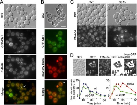 Cts Colocalizes With The Endosomal Marker Fm And May Play A Role