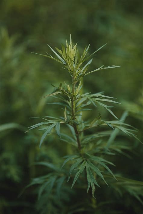 La Planta Artemisa Beneficios Usos Y Propiedades Para La Salud