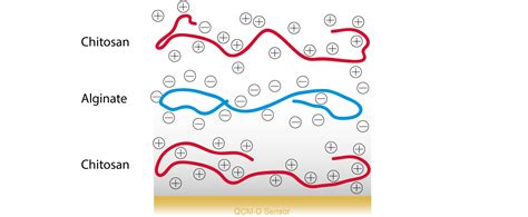 Characterization of polyelectrolyte multilayer build-up and structure