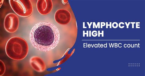 Lymphocytes High – Causes, Signs, and Symptoms