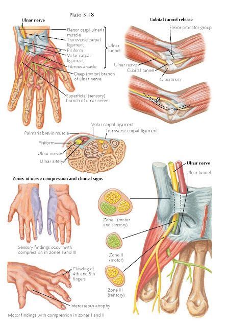 Cubital Tunnel Syndrome Ulnar Nerve Compression At The Elbow Cubital