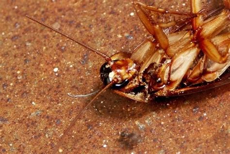 Pest Control Methods for Cockroach Extermination