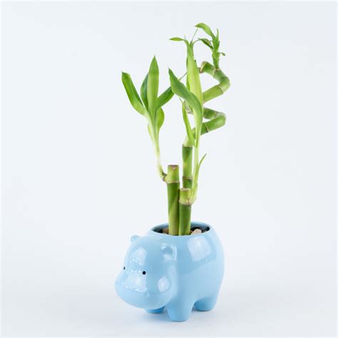 Lucky Bamboo Spiral In Hippo Blue Glazed Planter Elemental Bonsai Nursery