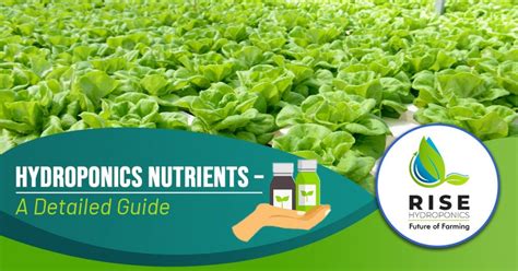 Hydroponic Nutrients - A Detailed Guide - Rise Hydroponics