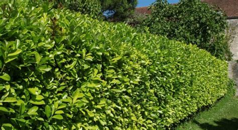 Kirschlorbeer Rotundifolia Hecke Richtig Pflanzen Pflegen Schritte