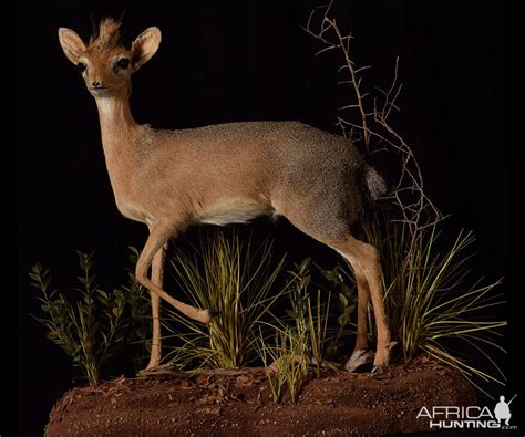 Damara Dik Dik Full Mount Taxidermy