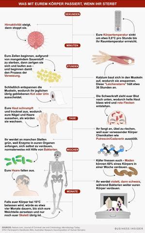 Verwesung Ablauf der Zersetzung im Körper nach dem Tod Sieu Thi Do