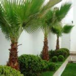 Tipos De Coqueiros Para Jardim Decorando Casas