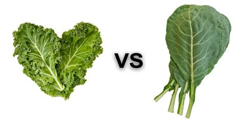 Kale Vs Collard Greens: Which Superfood Reigns Supreme?