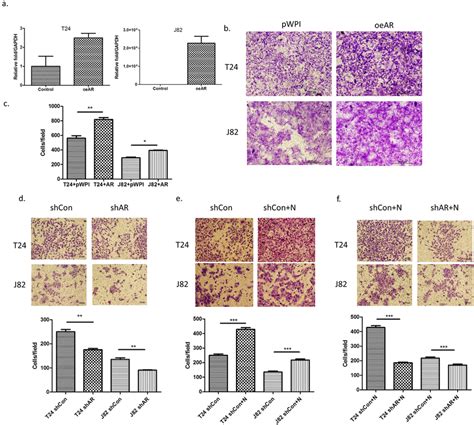 Ar Is Involved In The Invasion Promoting Effect Induced By Neutrophils