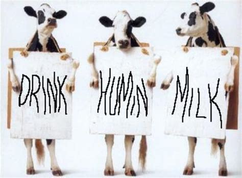 Genetically Modified Cows In China To Produce ‘human Milk Impact Lab