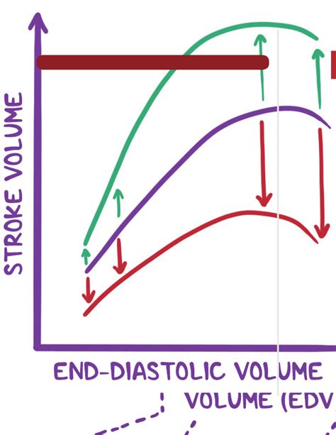 Which Best Describes Starling S Law Of The Heart