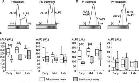 Figure 1 From Agarose Gel Electrophoresis Pattern Of Serum Alkaline