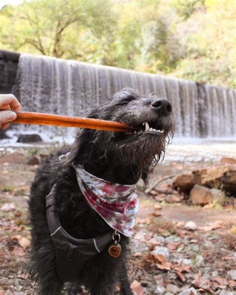 16 Tallest Dog Breeds That You Would Have No Trouble Spotting The