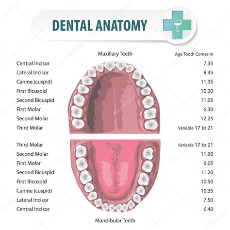 Dental Anatomy 2 — Stock Vector © Sergey7777 #156810532