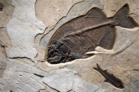 Fossil Fish Mural 6003cm - A horizontal fossil fish mural quarried from ...