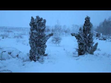 Дерево туя: посадка и уход в открытом грунте, виды и сорта с фото