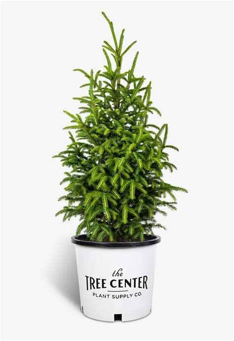 Black Hills Spruce Trees For Sale | The Tree Center